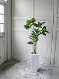 観葉植物 大型 フェイク 造花 ♪【グリーンパーク】FRP H50×ウンベラータ＜タイプ：リバーロック/ブラックベース＞♪ インテリアグリーン アーティフィシャル