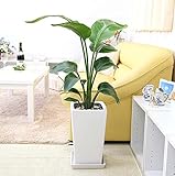 【ブルーミングスケープ】オーガスタ ７号 ホワイトスクエア陶器鉢 「ストレート」 飾りやすく存在感もある中型サイズの観葉植物 …