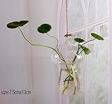 木製のスタンド透明なガラスの植物の容器立っている水耕栽培植物の花のポットホームデスクの装飾 (透明, 7.5 * 13cm キノコ)
