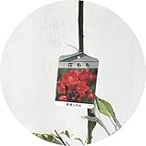 花桃 苗木 相模しだれ (赤) 12cmポット苗 さがみしだれ はなもも 苗 ハナモモ