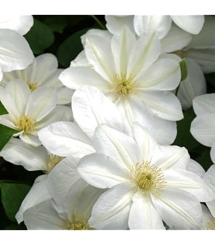 Amazon｜クレマチス 流星 つぼみ｜観葉植物 オンライン通販