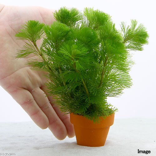 メダカの水槽に水草を入れる メダカの飼い方と飼育日記 育て方