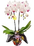 産地直送の花ギフト　椎名洋ラン園のミディ胡蝶蘭ホワイト系2本立ち4号陶器鉢 風呂敷包み