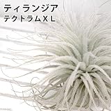 (観葉)エアープランツ ティランジア テクトラム XLサイズ(1株) 本州・四国限定[生体]