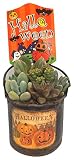 花市場直送便 【ハロウィン】多肉植物ハロウィンバケツ ブラウン