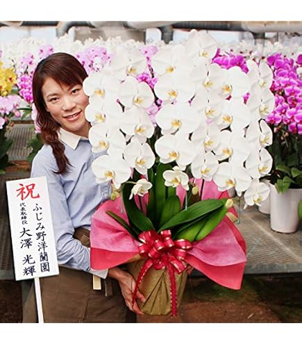 Amazon｜洋ラン 蘭 タケノコ蘭 Clowesia Queen no33 花付き｜フラワー