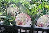【花苗】　リリアン　ルビナス4ポットセット　3.5寸鉢【送料込価格】