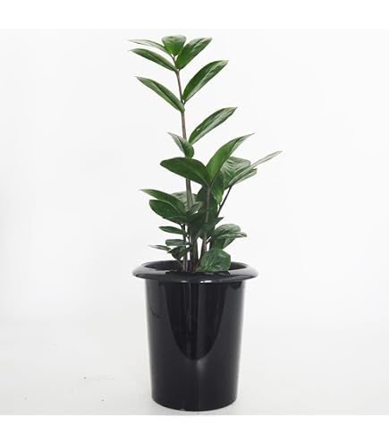 Amazon｜ザミオクルカス レイブン 大株｜観葉植物 オンライン通販