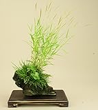 いよじ園 【盆栽 卓】 焼杉平卓 （中）[花台] ▼ご選択ください,4