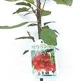 サクランボ 苗木 香夏錦 12cmポット苗 さくらんぼ 苗