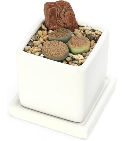 Amazon｜2.5号鉢分の土付き ブルゲリ入り 高級品種カラフルセット 多肉
