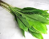 プリティマーメイド 生花 切花 切り花 ドラセナルイ ドラセナなど 5本