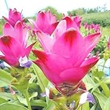 国華園　春植え球根 クルクマ サンシャイン 3球【※発送が国華園からの場合のみ正規品です】