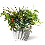 Nationalツリー11インチテーブルで植物セラミックオーバルベース( ras-8022 X r-1 )