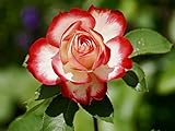 ラミネート加工32 x 24ポスター: Rose Blossom Bloom Flower Nature Rose Blooms Floribunda Rose Bloom Romantic Roma