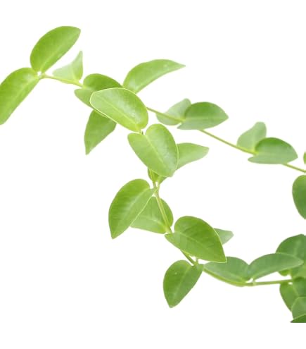 観葉植物 【超大株！】ホヤ プビカリクス 7号