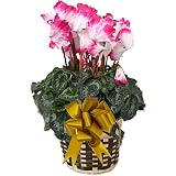 【発送中 】 さかもと園芸　達人のシクラメン　【 プルマウェーブワイン 】　花鉢植え　ギフト　プレゼント　贈答品　クリスマス　お歳暮