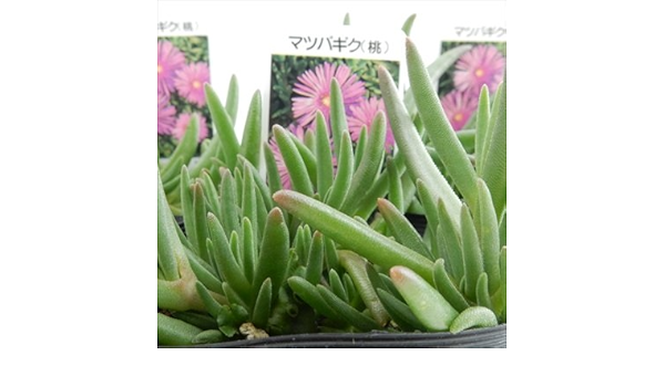 Amazon マツバギク ピンク 3個セット 耐寒性松葉菊 観葉植物 オンライン通販