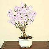 特選苗・庭木苗：御殿場桜（ごてんばさくら）　花縁が桃色に染まる美しい一重咲き！