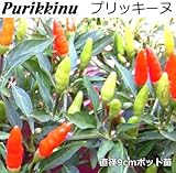 辛とうがらし 苗 Purikkinu プリッキーヌ 9cmポット （ ホット ペッパー ）
