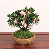 小品盆栽：久留米つつじ(信楽焼鉢)*お花は終了致しました。