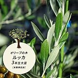 オリーブの木 ルッカ 2年生苗 庭木
