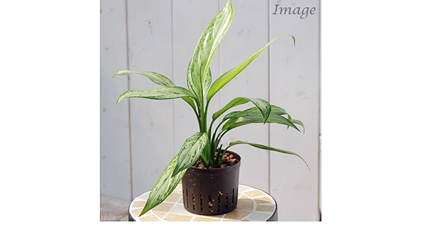 Amazon Co Jp 観葉植物 ハイドロ苗９f ｌサイズ アグラオネマ シルバークイーン １ポット ペット用品