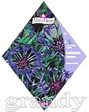 ロイヤルフルール マウンテンコーンフラワー Centaurea MONT