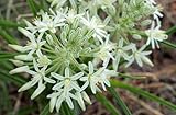 Ornithogalum pulchrum - giant chincherinchee ? syn: Albuca pulchra - 10 seeds
