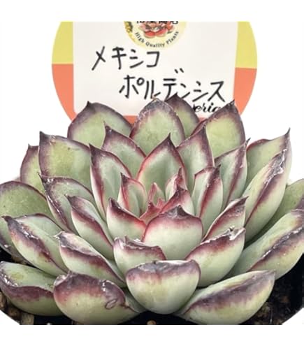 Amazon.co.jp: A4！！多肉植物 ブラックサバス 韓国苗 美苗 農園直売