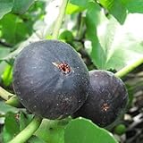 イチジク 苗木 ビオレーソリエス 15cmポット苗 いちじく苗