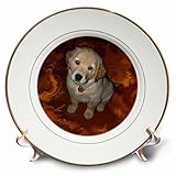 Dogs golden retriever – ゴールデンレトリバー子犬 – プレート 8-Inch cp_3970_1