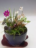 雪割草(ミスミ草）の寄せ植え 今年の開花は終わっております。