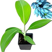 51vT3JyTU3L._AC_UL210_SR210,