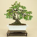 いよじ園 【】 杜松 / トショウ 山取木 貴風盆栽 （松柏盆栽 いよじ園）