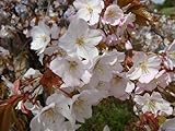 桜 苗木 山桜 1年生 実生苗 庭木