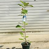 庭木・苗木：オオヤマレンゲ（ミヤマレンゲ）太株