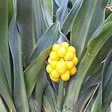 【山野草】黄実オモト