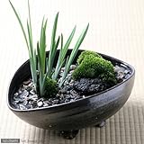 益子焼 足付楕円鉢 炭化