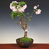 桜盆栽：特選アーコレード桜(信楽焼金彩足付丸鉢)*四季咲性大輪八重桜！