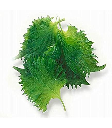 Amazon.co.jp: 【愛知県産】 大葉 青しそ あおじそ Lサイズ 1パック