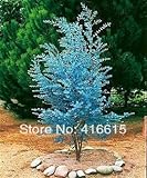 サイダーガムユーカリハーブ25種 - ブルーユーカリgunnii、プロフェッショナルパッキング、美しい葉植物の種子、+謎のギフト