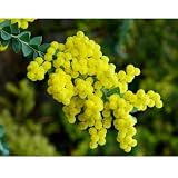 アカシア：三角葉[サンカクバ]アカシア4号ポット[小型種][ユニークな三角葉で人気][花木の苗木] ノーブランド品