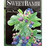 矮性ジューンベリー「スイートバンビ」の苗木