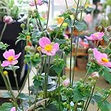 シュウメイギク鉢植え（秋明菊）：ピンクかご付き 敬老の日ギフト