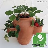 イチゴの栽培セット・ストロベリーポットSと「あきひめ」4株(土・肥料付き) ノーブランド品