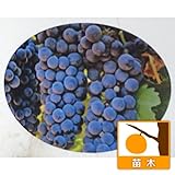ワイン用ぶどう：シラー3.5号ポット[フランス原産の赤ワイン用黒ブドウ品種] ノーブランド品