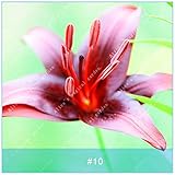 2リリー球根色香水ユリフラワーシードリリウム盆栽鉢植え植物の高品質ホームガーデン植物のために成長しやすい10