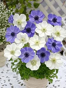 Amazon Co Jp アネモネ デカン ブルー ホワイト 14球入 Diy 工具 ガーデン