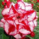 Adenium obesum Fire of Love - Karoo rose - desert rose - impala lily - 3 seeds